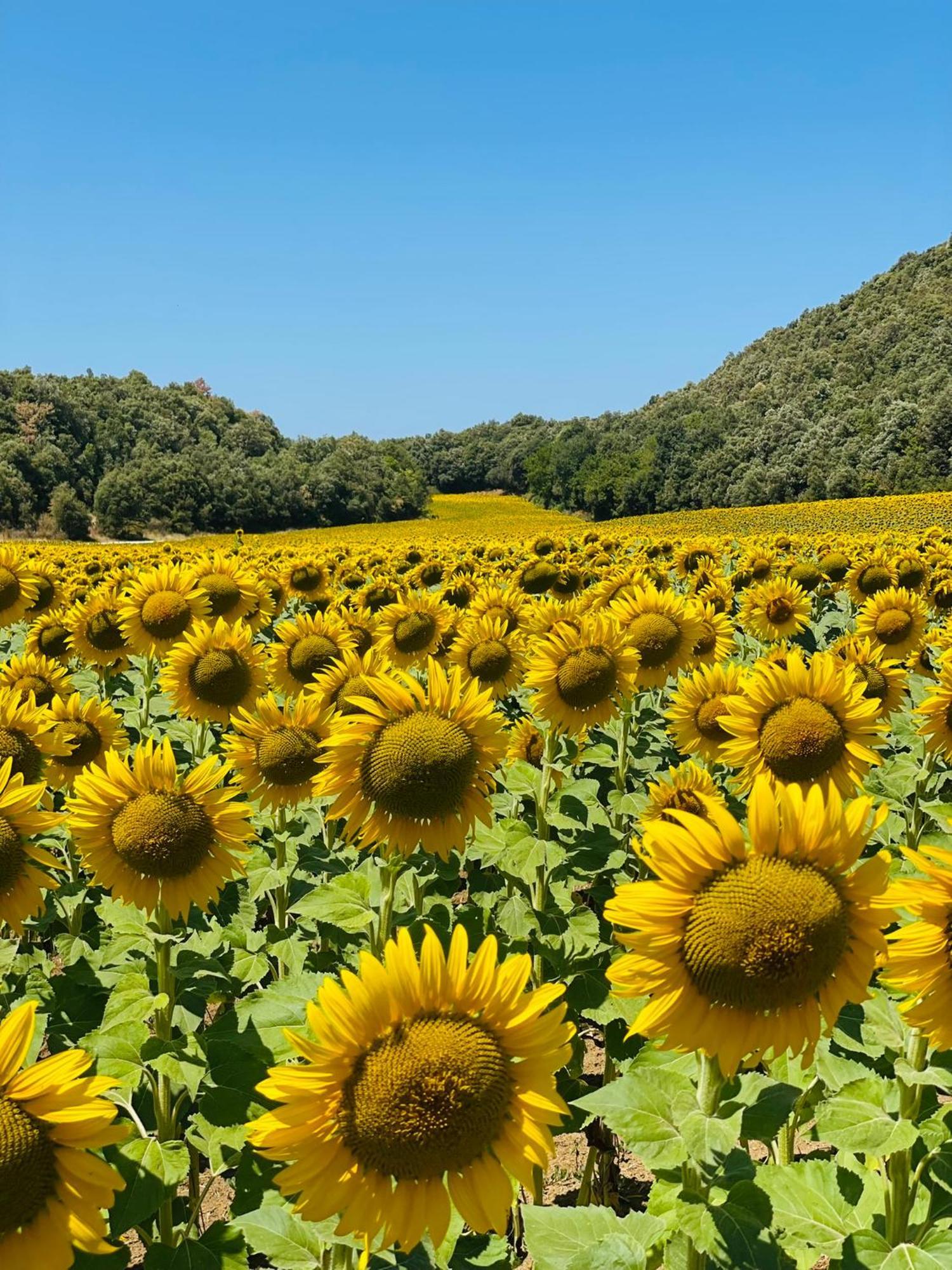 Hotel Cal Sastre Santa Pau Dış mekan fotoğraf
